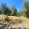 Parcela Semi Plana Con Arboles Nativos