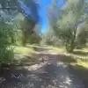Parcela Semi Plana Con Arboles Nativos