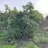 Parcela De 20.000 M2 Rol Propio Con Arboles Frutales Como Paltos, Nogales, Etc