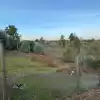 Parcela De 20.000 M2 Rol Propio Con Arboles Frutales Como Paltos, Nogales, Etc