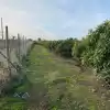 Parcela De 20.000 M2 Rol Propio Con Arboles Frutales Como Paltos, Nogales, Etc