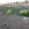 Parcela Plana Con Rol Propio En Camino Las Viñas, Santo Domingo