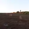 Parcela Plana Con Rol Propio En Camino Las Viñas, Santo Domingo